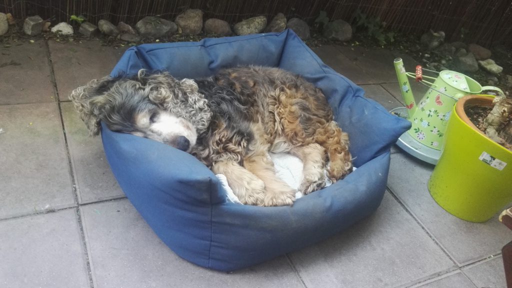 Sleeping dog