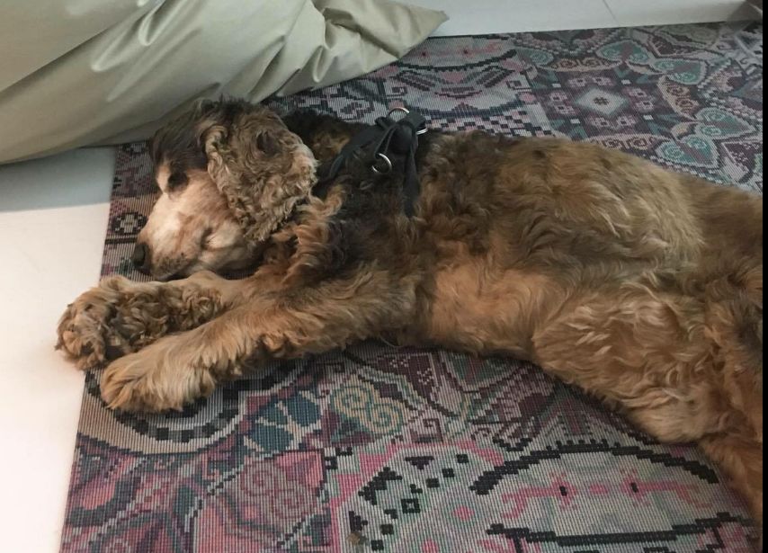 Larry (RIP) my dog sleeping