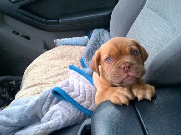 Mastiff puppy