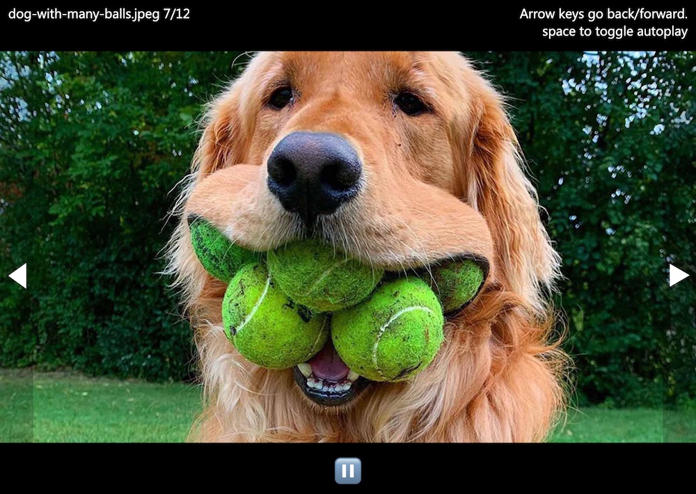 Slide show showing a picture of a dog with a lot of tennis balls.