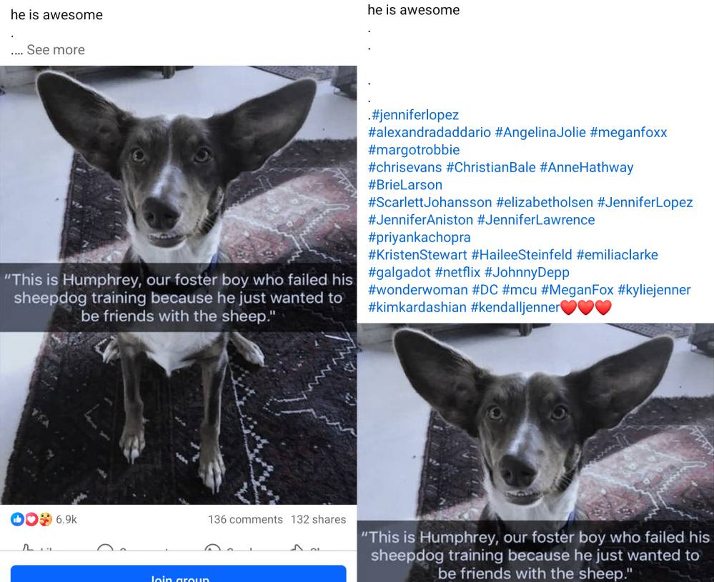 Post on Facebook with a cute dogs and tons of hashtags like JenniferLopez and TaylorSwift